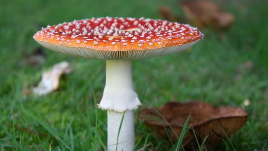 A large red toadstool with white spots.
