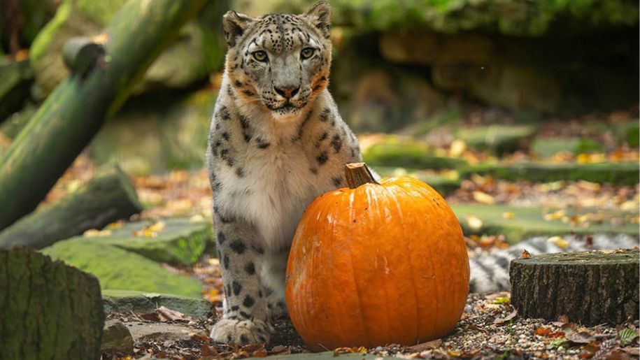 https://hertfordshirezoo.com/