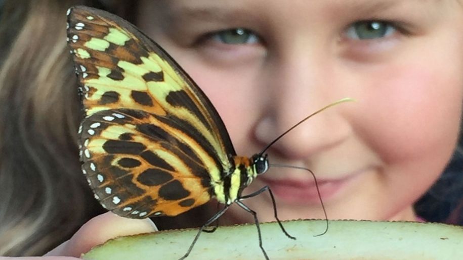 https://www.butterflyfarm.co.uk/attraction/schools-and-groups/group-coach-birthday-visits-welcome