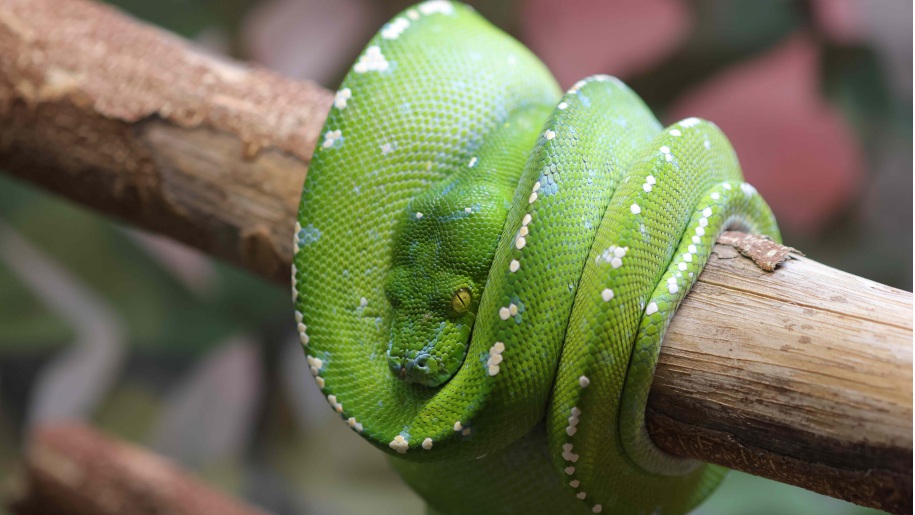 A green snake coiled around a wooden pole.