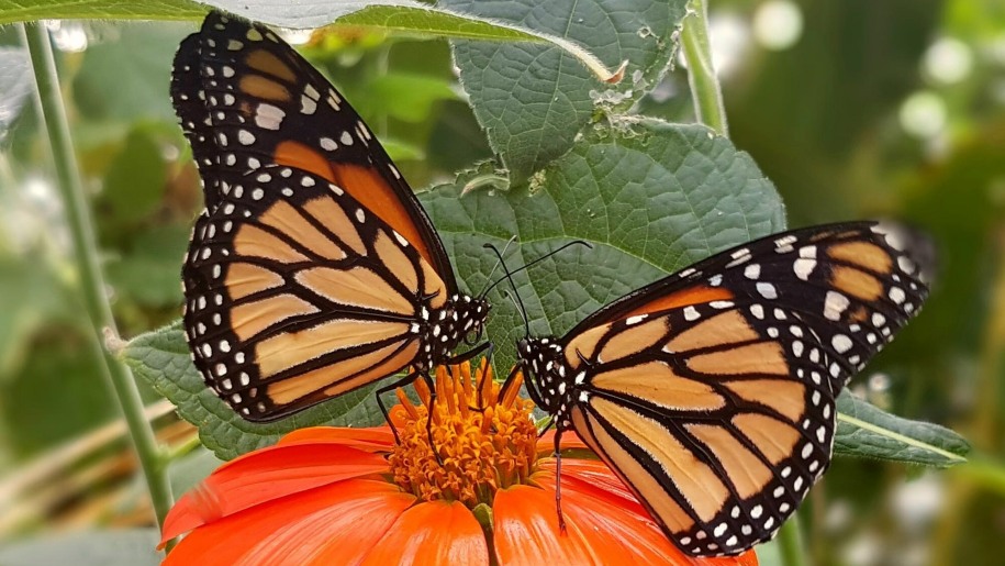 Two orange and black butterflies nectaring on an orange flower.