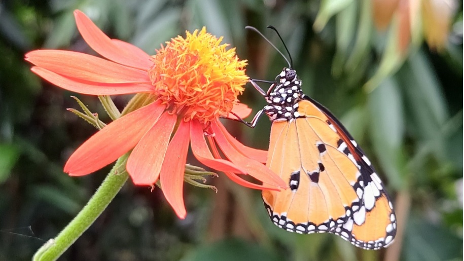 An orange and black butterfly nectaring on an orange flower.