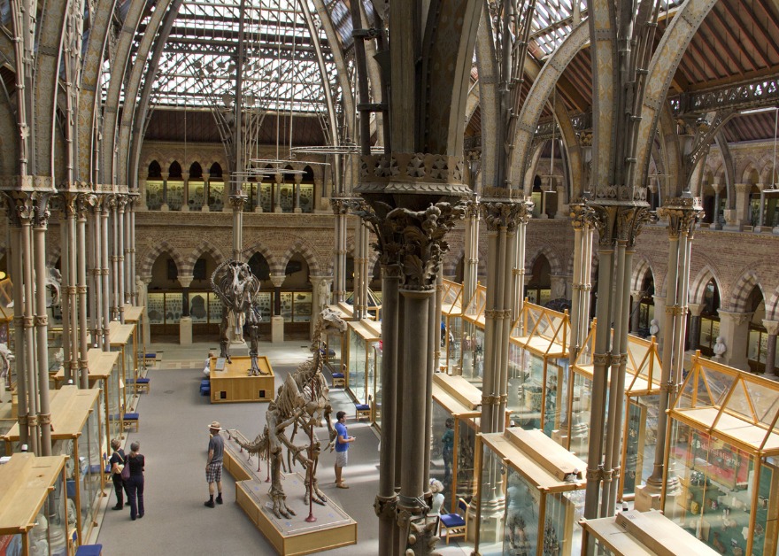 dinosaur skeleton at Oxford University Museum of Natural History