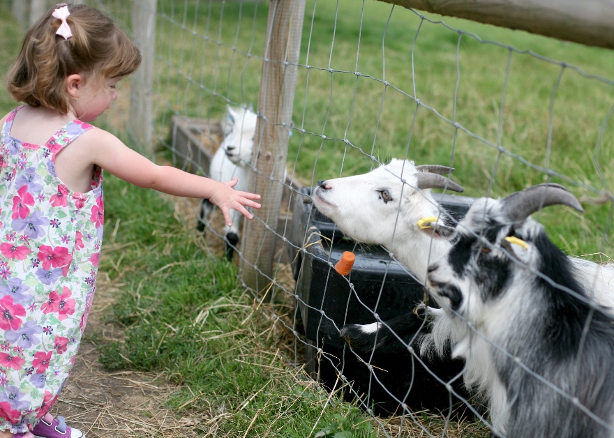 girl feeding goat