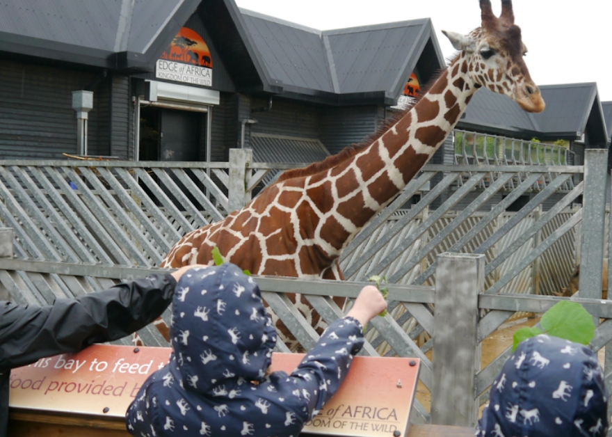 Colchester Zoo - Places to go | Lets Go With The Children