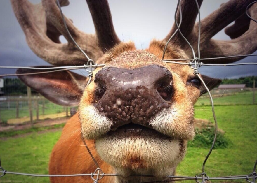 Matlock Farm Park close up of reindeer's nose